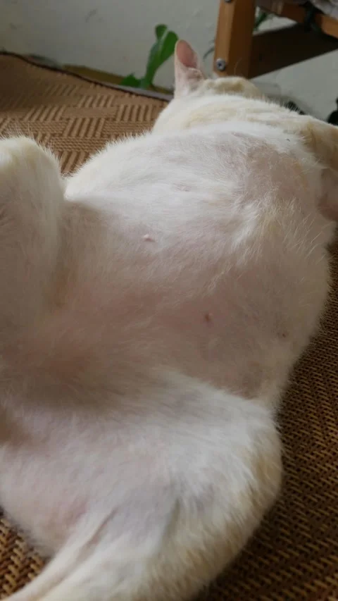 Orange tabby cat lying on back exposing white belly Видео 336435287