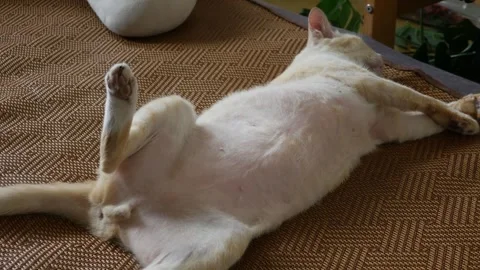 Orange tabby cat lying on back exposing white belly Stock-Footage 336435306