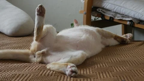 Orange tabby cat lying on back exposing white belly Stock Footage 337291930