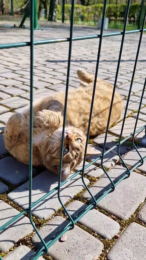 Orange Tabby Cat Lying on Back Behind Green Wire Fence on Paved Path Video stock 339000777
