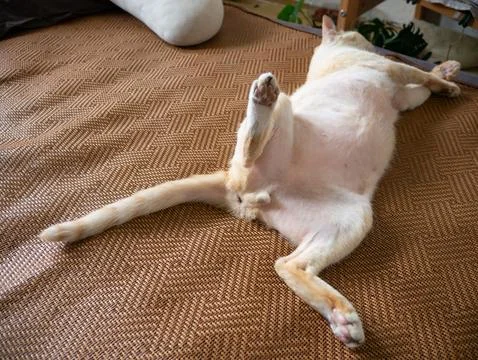 Orange tabby cat lying on back exposing white belly on woven mat top view a.. Stock-Fotos