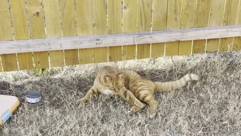 Orange Tabby Cat Lying Stretched Beside Bowl and Fence Видео 344717362