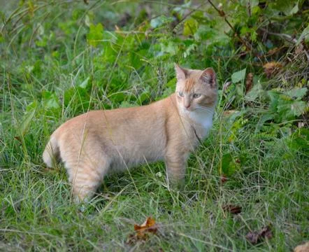 Orange tabby cat Foto stock