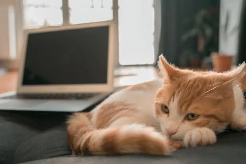 Orange tabby cat Stock Photos
