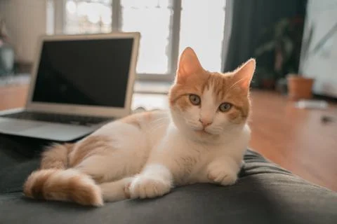 Orange tabby cat Stock Photos