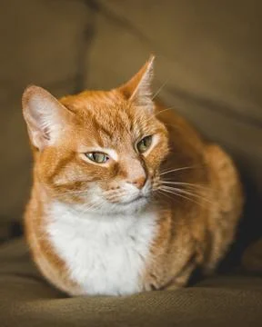Orange tabby cat Stock Photos