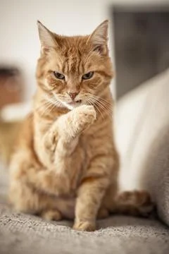 Orange Tabby Cat 库存照片