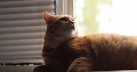 Orange tabby cat relaxing by the window with blinds and soft light Stock Footage 339069386