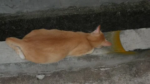 Orange Tabby Cat Resting Along a Concrete Drain Channel Viewed from Above Stock Footage 341868853