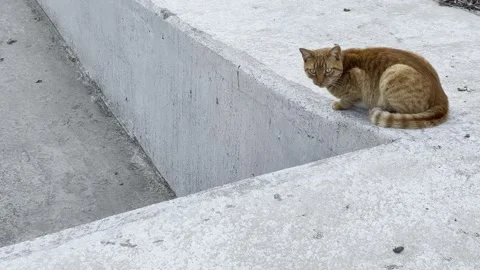 Orange Tabby Cat Resting on Concrete Drainage Channel Видео 344717008