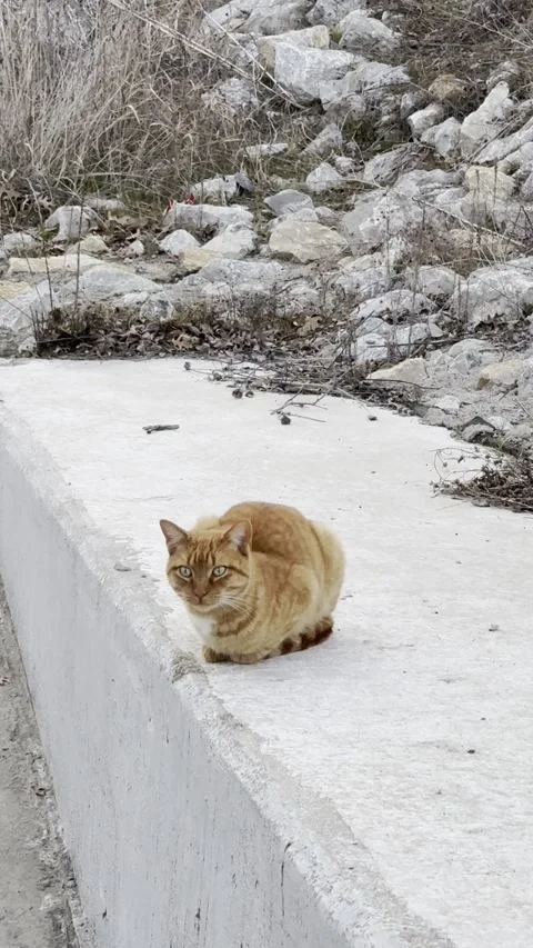 Orange Tabby Cat Resting on Concrete Ledge Near Rocks Video stock 344717307