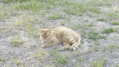 Orange Tabby Cat Resting Curled on Ground Video stock 344807576