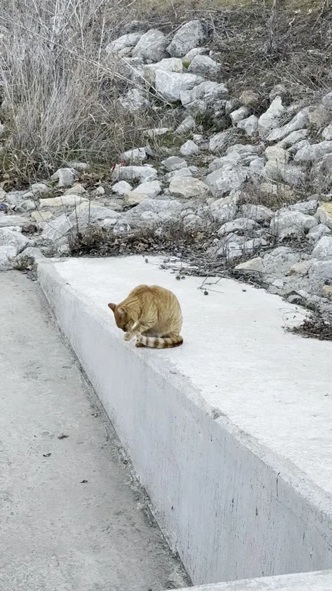 Orange Tabby Cat Resting Near Rocks on Concrete Channel Видео 344717013