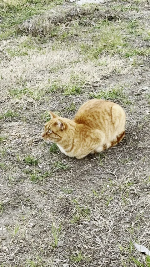 Orange Tabby Cat Resting on Patchy Winter Grass Video stock 344717003