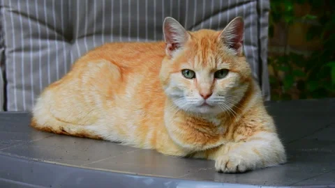Orange tabby cat resting on table Stock Footage 325713124