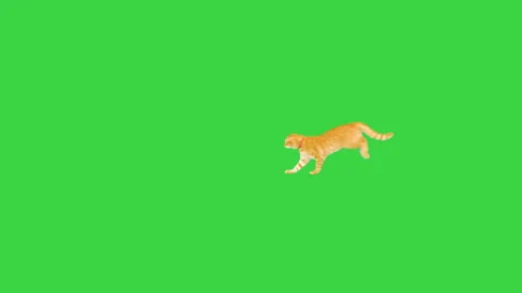 Orange tabby cat running by after something on a Green Screen, Chroma Key. Stock Footage