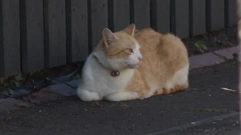 Orange tabby cat sat on the flat, a furry little street aristocrat 库存影片 336518279