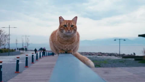 Orange tabby cat sitting on barrier Stock Footage 325715049
