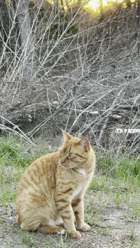 Orange Tabby Cat Sitting Beside Dry Brush Video stock 344779385