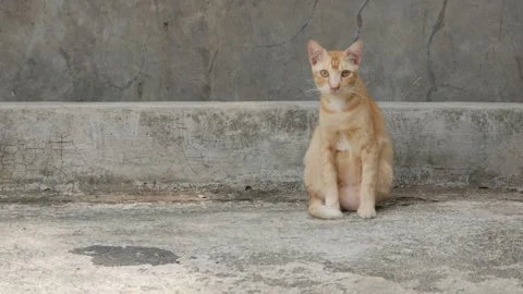 Orange Tabby Cat Sitting Calmly on a Concrete Surface Outdoors Stock Footage 341867923