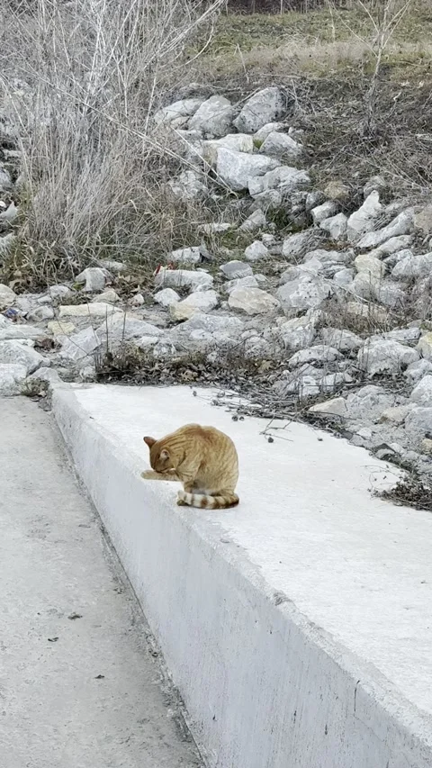 Orange Tabby Cat Sitting on Concrete Drainage Wall Видео 344717014