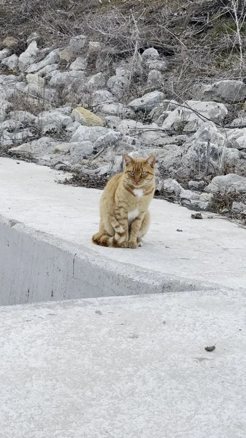 Orange Tabby Cat Sitting on Concrete Drainage Channel Stock Footage 344717361