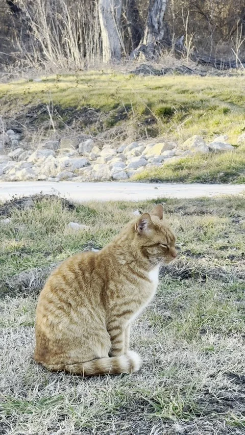 Orange Tabby Cat Sitting on Grass Near Rocky Creek Video stock 344716988