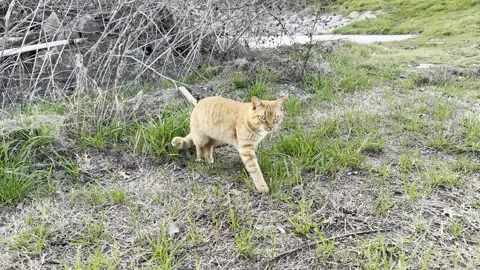Orange Tabby Cat Sitting in Grass Outdoors Видео 344779380