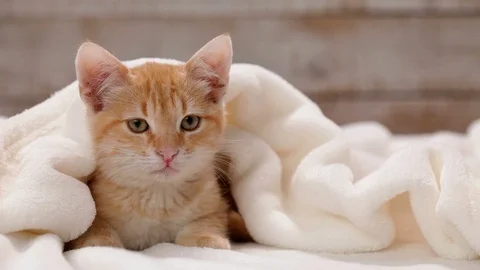 Orange tabby cat sitting under white blanket looking around Stock Footage 103647691