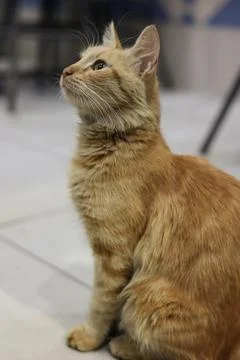 Orange tabby cat sitting upright on a tiled floor Stock Photos