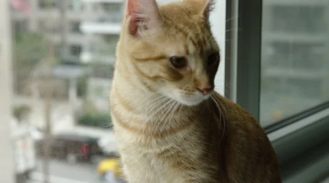 Orange Tabby cat sitting on window sill taxis driving by in background NYC 4K 스톡 동영상 56967603