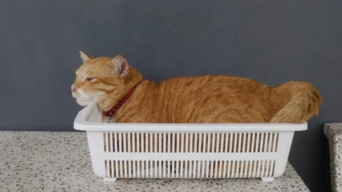 Orange Tabby Cat Sleeping Peacefully in White Plastic Basket Stock Footage 318577857