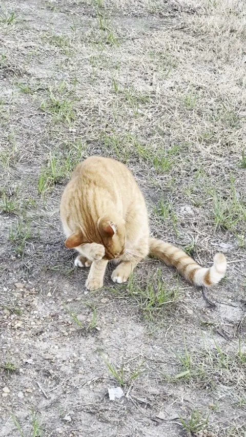Orange Tabby Cat Sniffing Ground Outdoors Video stock 344779387