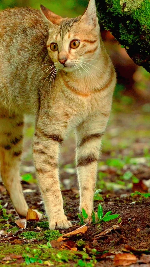 Orange tabby cat standing in garden Vídeo Stock 333499708