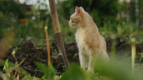 Orange tabby cat standing next to a garden shovel in a vegetable patch. Domestic Stock Footage 265000498
