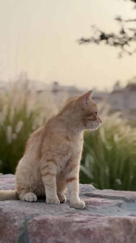 Orange Tabby Cat on Stone Wall at Sunset Vidéo 337888047