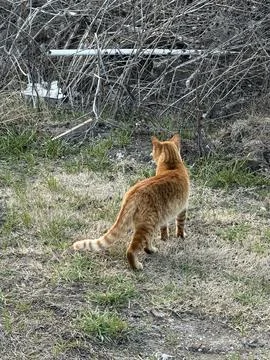Orange Tabby Cat Stretching Forward in Winter Grass 写真素材