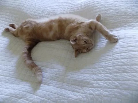 An orange tabby cat stretching his back Stock Photos