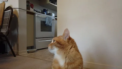 Orange Tabby Cat Trying To Get Treat In Home Stock Footage 121189608