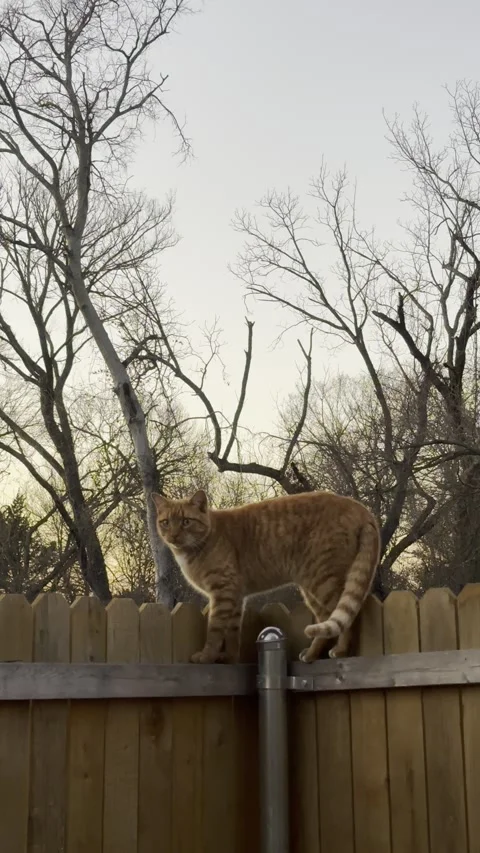 Orange Tabby Cat Walking Along Wooden Fence at Dusk Video stock 344717269
