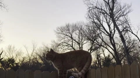 Orange Tabby Cat Walking Along Fence at Sunset Video stock 344717293