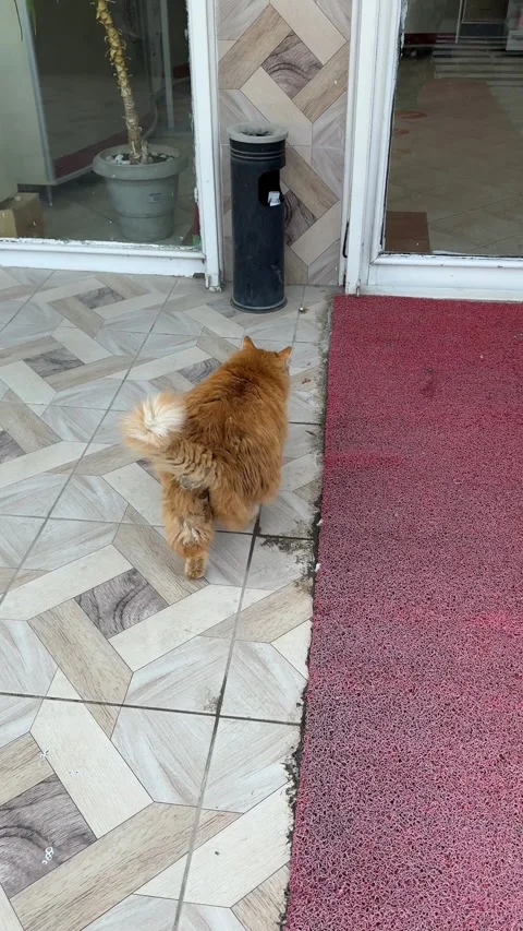 Orange tabby cat walking on patterned tile floor, viewed from above, with v.. Stock Footage 336398835