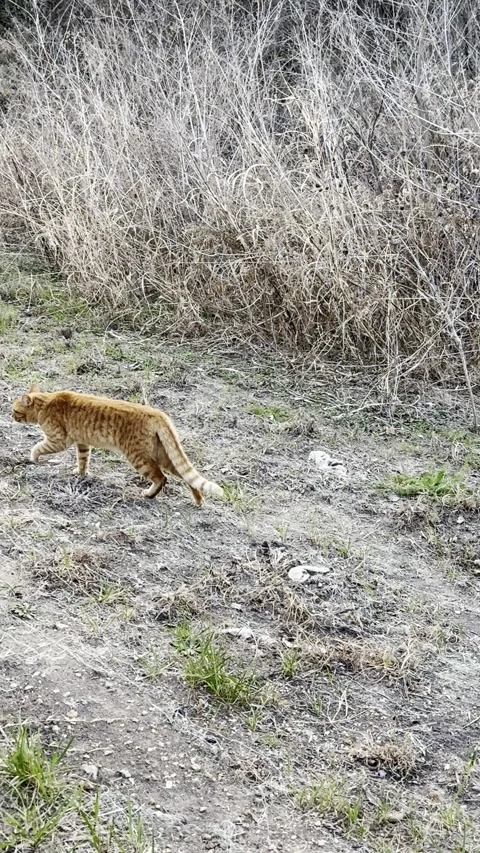 Orange Tabby Cat Walking Through Dry Winter Brush Video stock 344717310