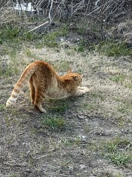 Orange Tabby Cat Walking Through Dry Grass Stock-Fotos