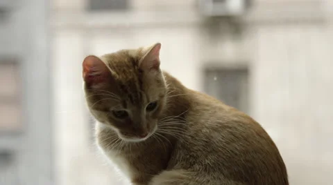 Orange tabby cat on window sill in slow motion in NYC apartment in 4K Vídeo Stock 56716536