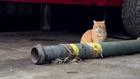 Orange tabby farmcat Stock Footage 152299599