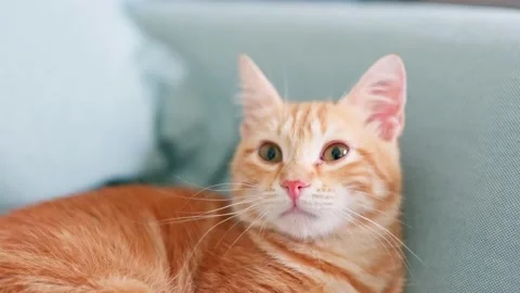 Orange tabby Stock Footage 219396513