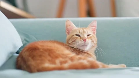 Orange tabby Stock Footage 219397278