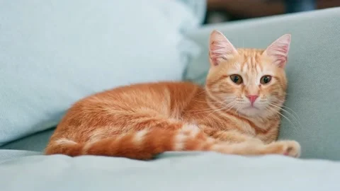 Orange tabby Stock Footage 219397925