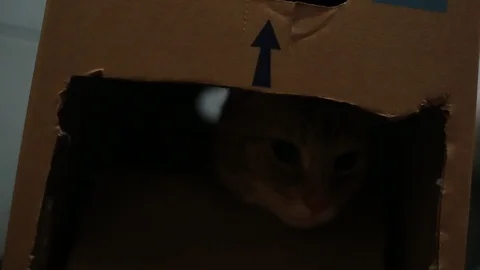 Orange tabby house cat inside a cardboard box peeking out the "door" flap. Видео 88417769